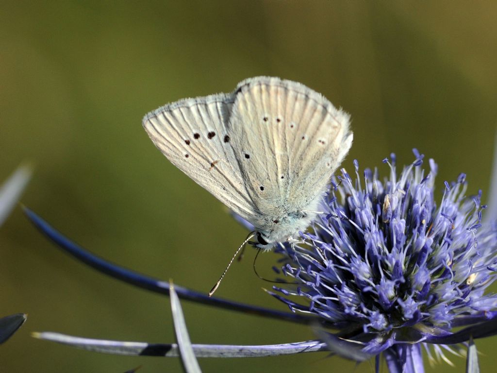 Polyommatus virgilius ? S